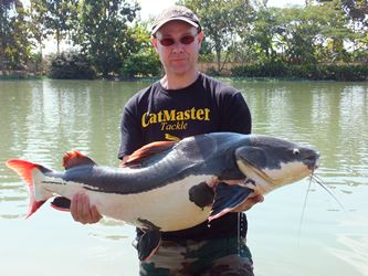 Amazon Red Tail Catfish 